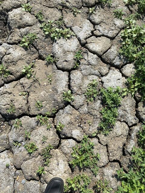 Flussbett ausgetrocknet | Foto: umbehaue