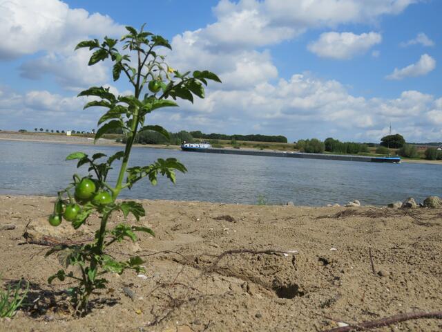 Tomate im Flussbett | Foto: umbehaue