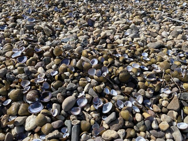 Muscheln im Kies | Foto: umbehaue