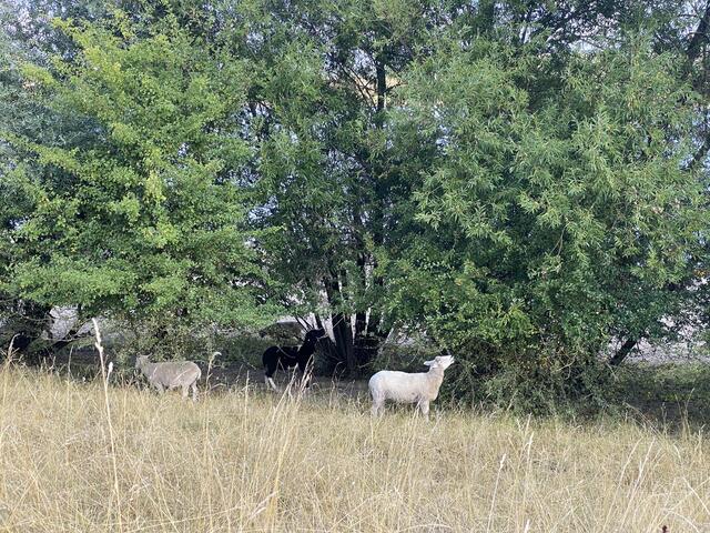 Schafe mögen das Grün und den Schatten der Bäume | Foto: umbehaue