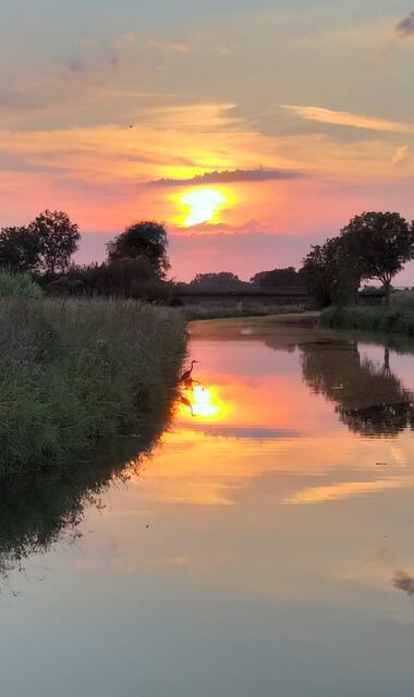 Reiher auf Futtersuche...