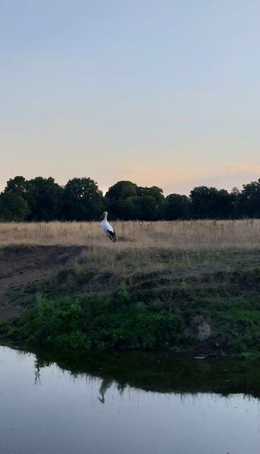 Adebar auf Futtersuche .....