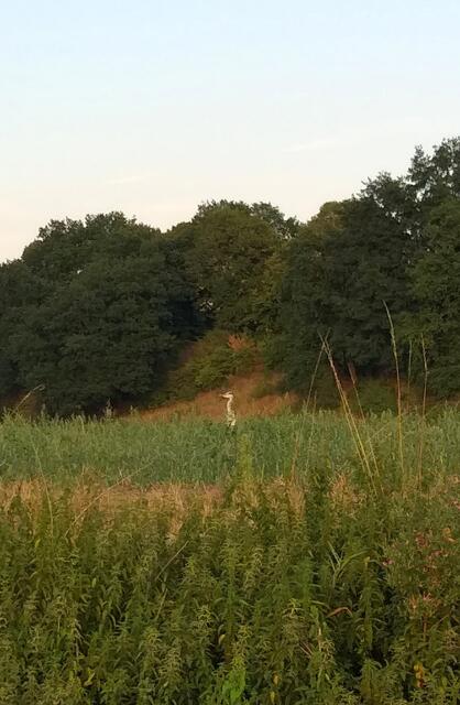 Herr Reier guckt skeptisch .....