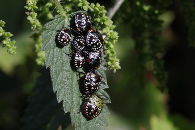 Die einzelnen Nympfenstadien der Reiswanze sind ganz unterschiedlich gefärbt. Das Tier ganz unten verändert seine Grundfabe gerade von schwarz nach grün.