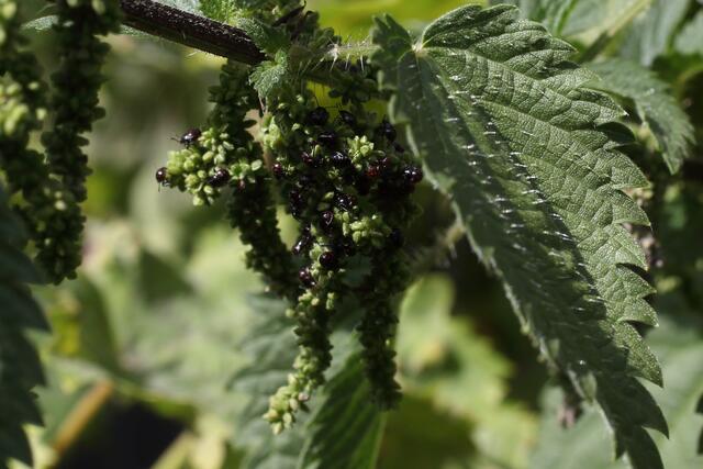Offensichtlich wurden die Eier von dem Reiswanzenweibchen auf einer Brennnesselpflanze, deren Samen die erste Nahrung bilden, abgelegt.