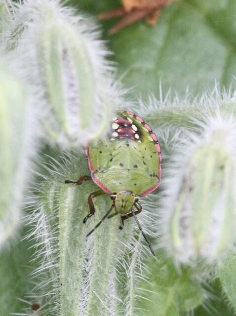 Diese  grüne Reiswanze habe ich im letzten Jahr auf dem Borretsch entdeckt. Dass sie zur gleichen Art wie die schwarzen Tiere gehört, wusste ich nicht, da man die Reiswanzen (noch)  in keinem Bestimmungsbuch findet. 