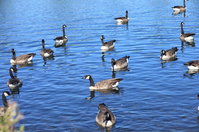 Die Dominanz der Kanadagänse