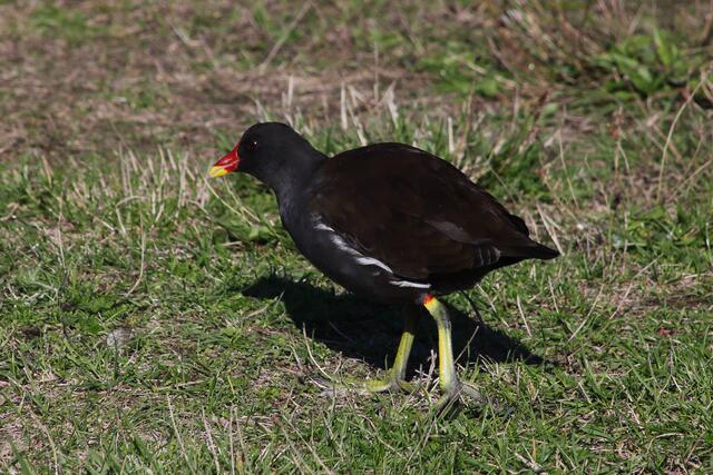 "Weidendes" Teichhuhn.