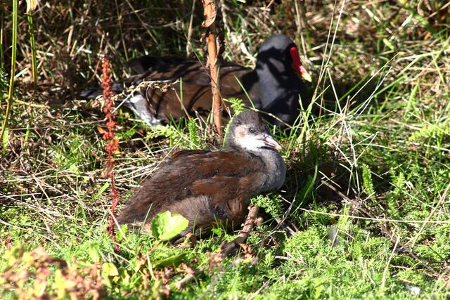 Teichhuhn mit Jungem
