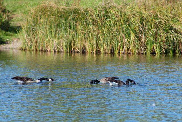 Zoff bei den Kanadagänsen