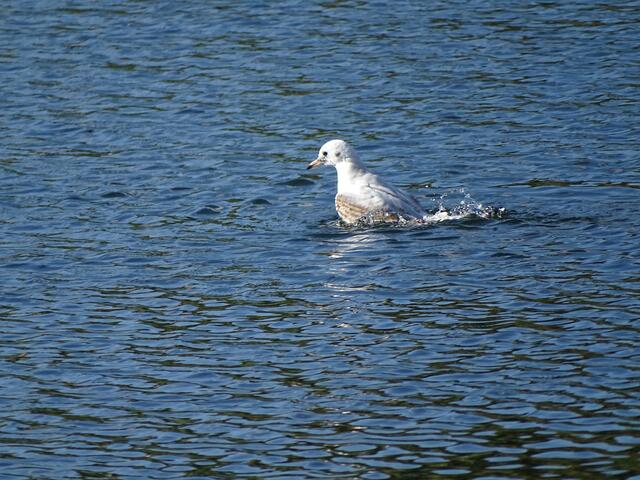 Lachmöwe verliert die Haltung :-))