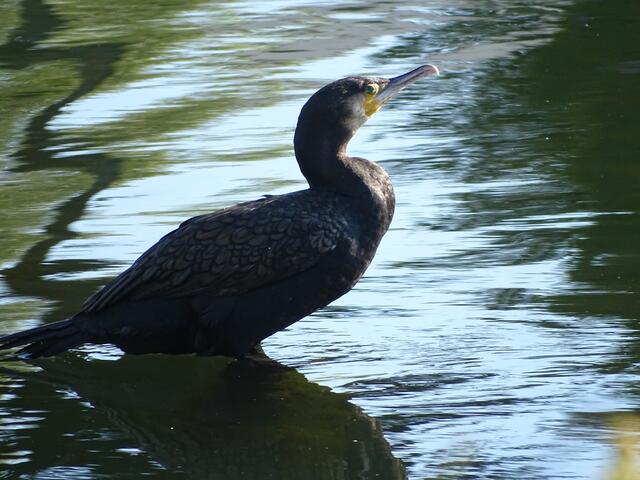Der Kormoran ist aufgetaucht.