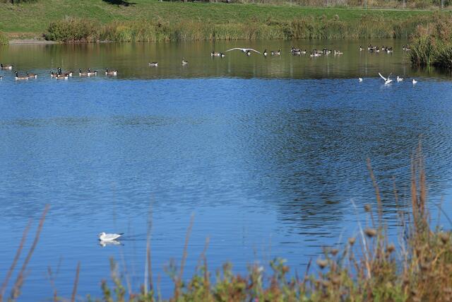 Lachmöwen und Kanadagänse