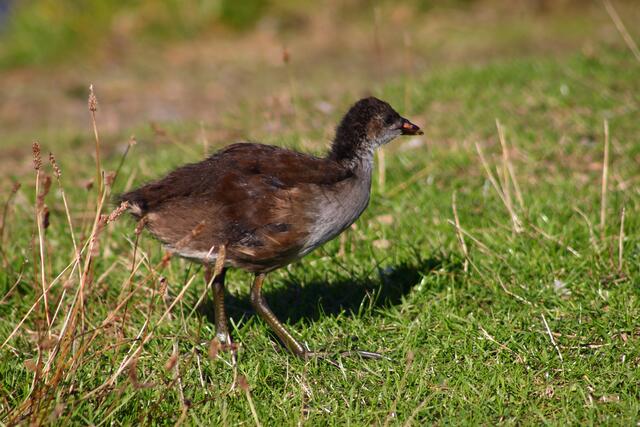 Teichhuhnjunges. Die Teichhühner haben es vor der Stichwahl zum "Vogel des Jahres" übrugens unter die letzten 5 geschafft.