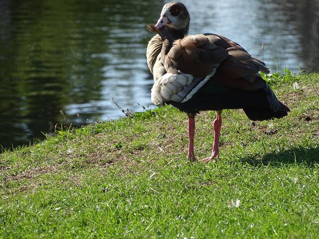 Komfortverhalten bei der Nilgans