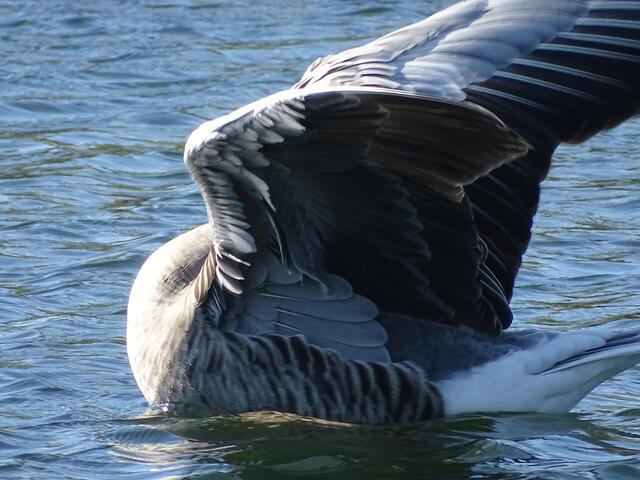 Kopflose Graugans. Die Mutter unserer Hausgänse.