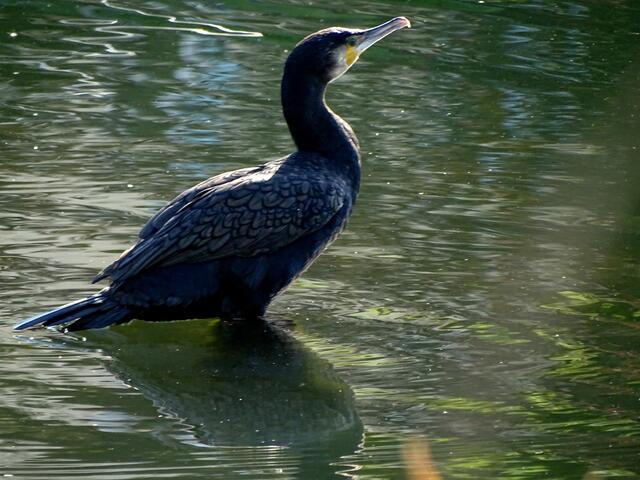 Der Kormoran hat sich immer noch nicht bewegt.