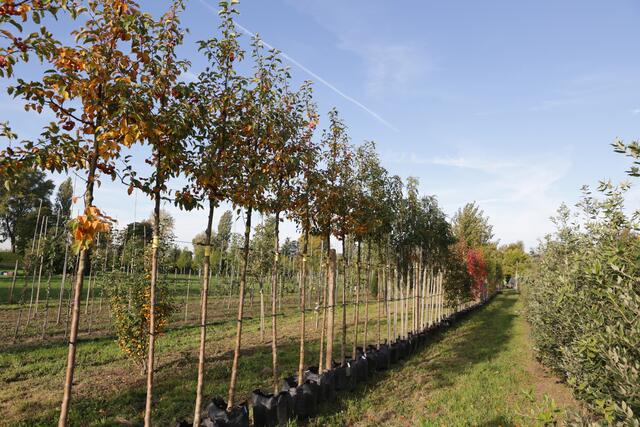 Düsseldorf Bäume für private Gärten Aktion "Dein Baum" Düsseldorf