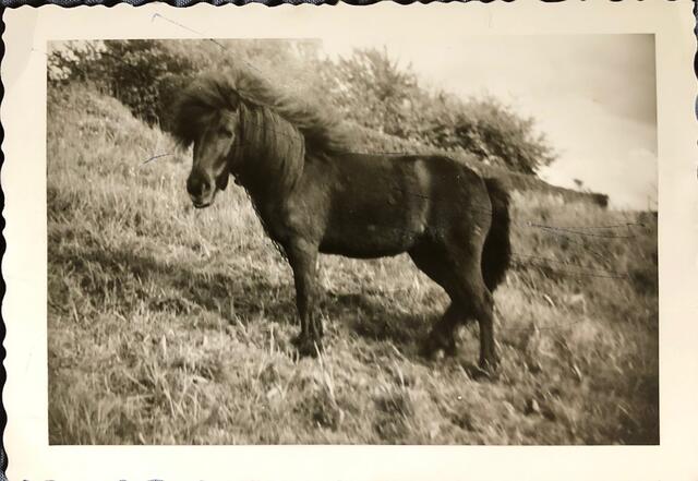 Unser Pony (Auto) | Foto: umbehaue