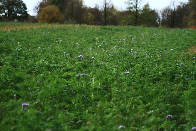 Feld mit Phacelien