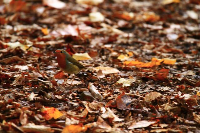 Die von den Spaziergängern zertretenen Baumfrüchte sind ein gefundenes Fressen für Rotkehlchen &amp; Co.