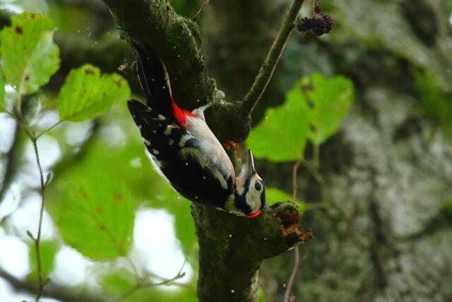 Und wenn man genau hinschaut, sieht man die Holzspäne nach allen Seiten wegspringen.