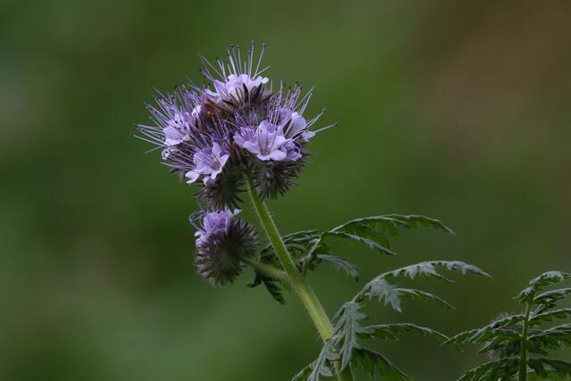 Rainfarn-Phacelie, der Tausendsassa unter den Neophyten