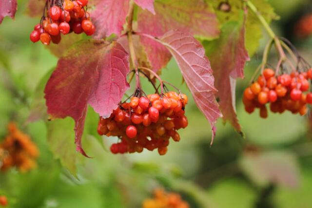 Früchte des Fewöhnlichen Schneeballs