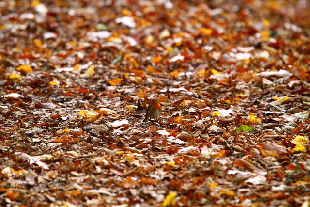 Wimmel- oder Suchbild mit Rotkehlchen