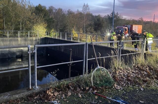 Mit dem Kescher kann das Tier nicht gerettet werden. | Foto: Thorsten Krajewski