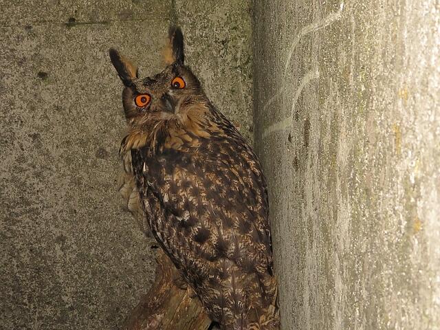 Der Uhu schaut skeptisch ... aber er kann nicht wegfliegen | Foto: Thorsten Krajewski