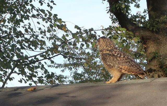 Der Uhu wird wieder freigelassen und fliegt zurück in sein Revier. | Foto: Thorsten Krajewski