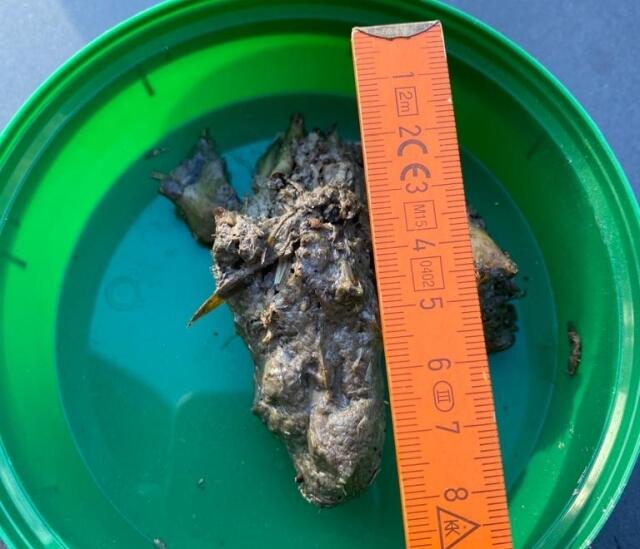 Der Speiballen (Gewölle) verrät, dass er Uhu vor kurzem noch Beute gemacht haben muss. | Foto: Thorsten Krajewski