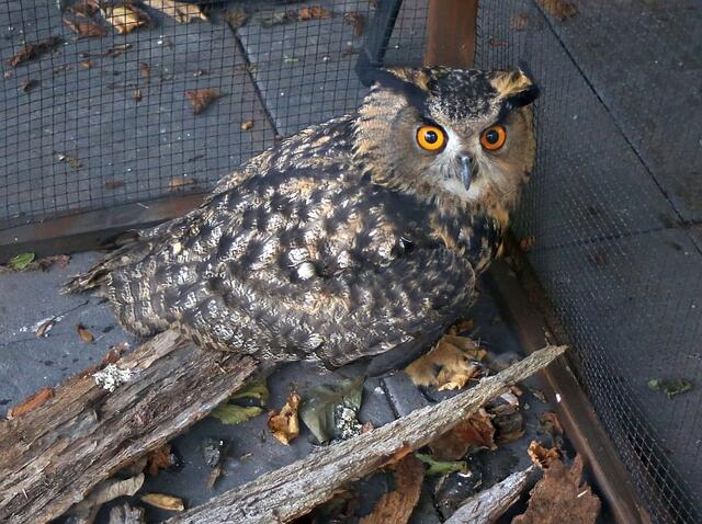 Die Nacht verbringt der Vogel in einem geschützten Raum. | Foto: Thorsten Krajewski