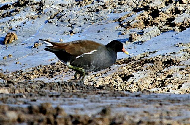 Blässhuhn im Schlamm.....