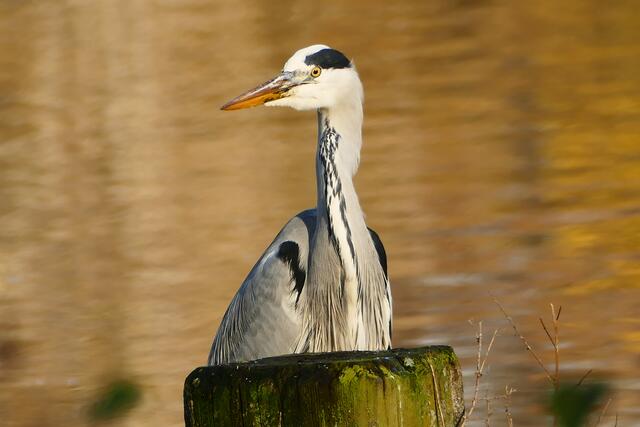 Wir schauen interessiert zu ....