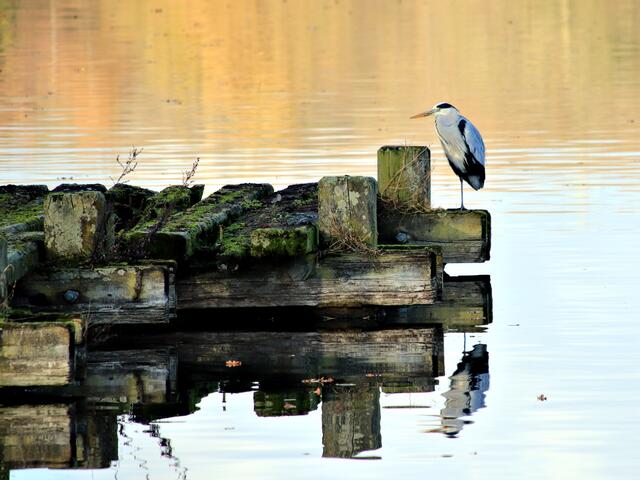 Der Graureiher guckt sich das Ganze von weiten an......