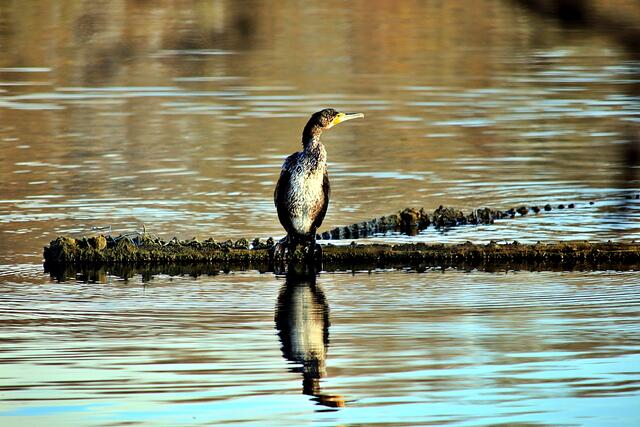 Der Kormoran scheint  zufrieden.......