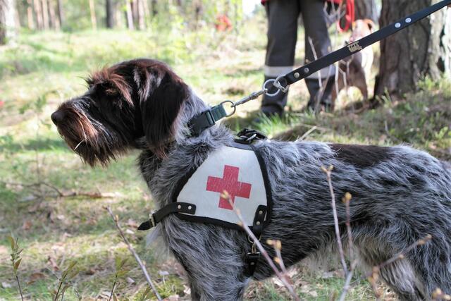 Ehrenamtliche Rettungshundeführern im Einsatz | Foto: DRK