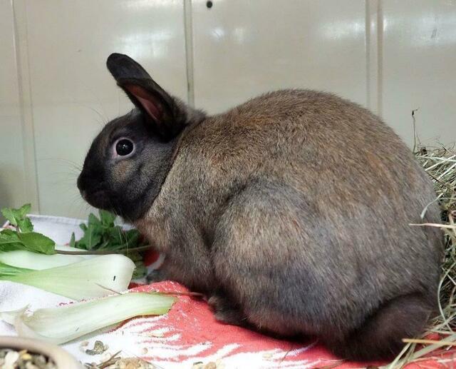Im Essener Tierheim warten süße Kaninchen auf liebevoller Halter.  | Foto: Tierheim Essen