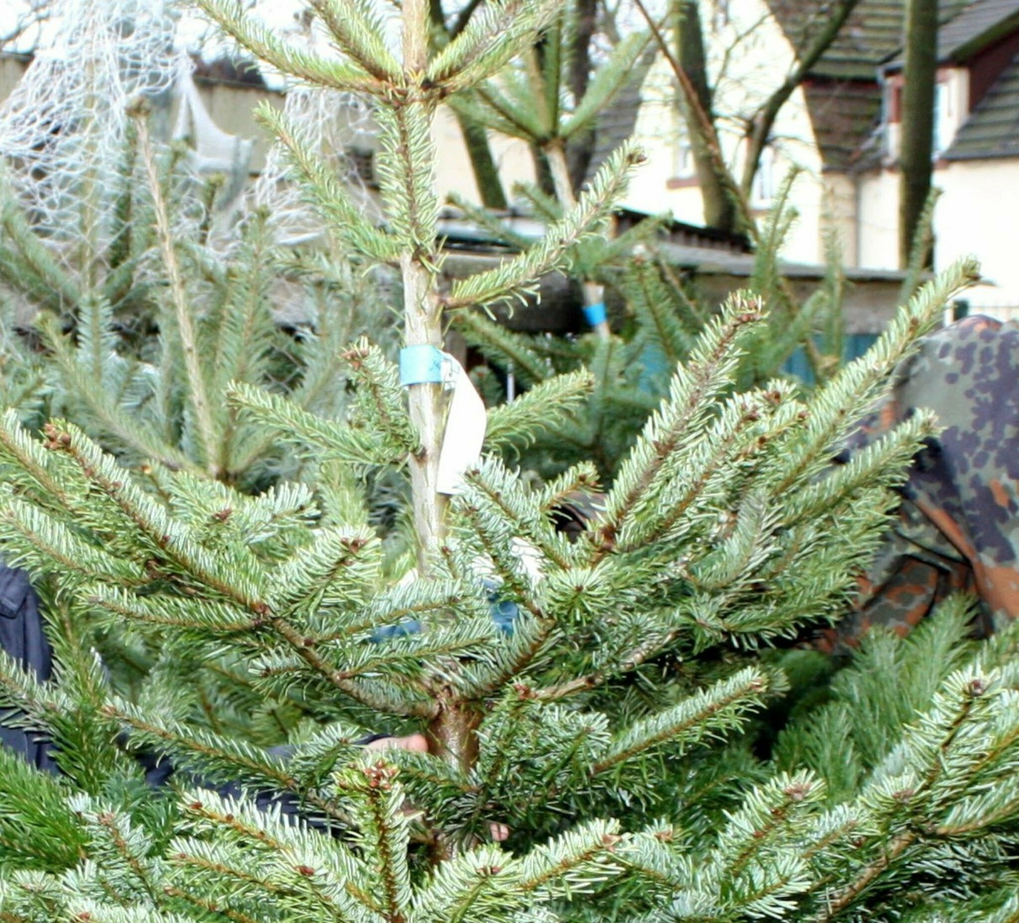 Polizei sucht WeihnachtsbaumDiebe 50 Tannen in AltHomberg gestohlen