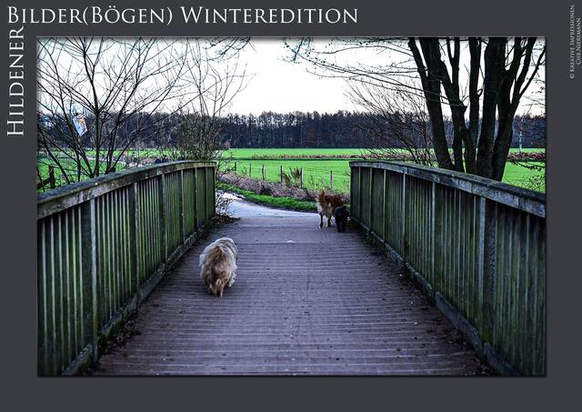 HildenerBilder(Bögen) Winteredition I
 Der Winter ...

Daltons On The Run 🥰 | Foto: © Kreative Impressionen, Chr. Niersmann