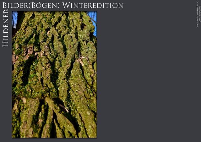 Hildener Bilder(Bögen) - Winteredition Part II
- Winter´s Green

Himmelwärts | Foto: © Kreative Impressionen, Chr. Niersmann
