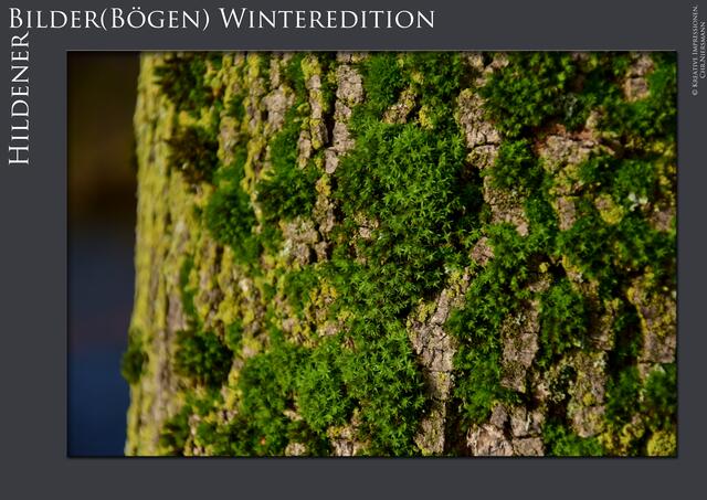 Hildener Bilder(Bögen) - Winteredition Part II
- Winter´s Green

Kleine Landschaften im Sonnenlicht ... | Foto: © Kreative Impressionen, Chr. Niersmann