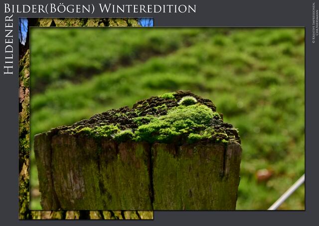 Hildener Bilder(Bögen) - Winteredition Part II
- Winter´s Green

Auf dem Plateau ... | Foto: © Kreative Impressionen, Chr. Niersmann