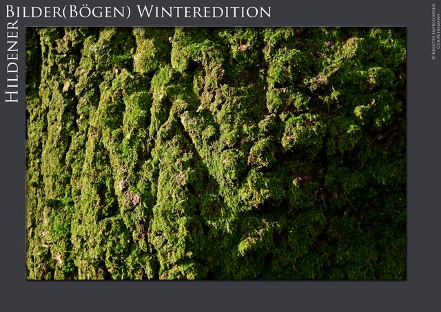 Hildener Bilder(Bögen) - Winteredition Part II
- Winter´s Green

In den grünen Bergen ... | Foto: © Kreative Impressionen, Chr. Niersmann