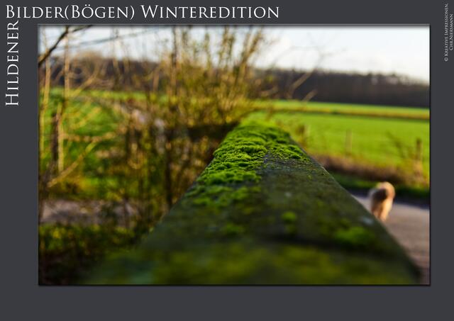 Hildener Bilder(Bögen) - Winteredition Part II
- Winter´s Green

Grün en miniature ... | Foto: © Kreative Impressionen, Chr. Niersmann