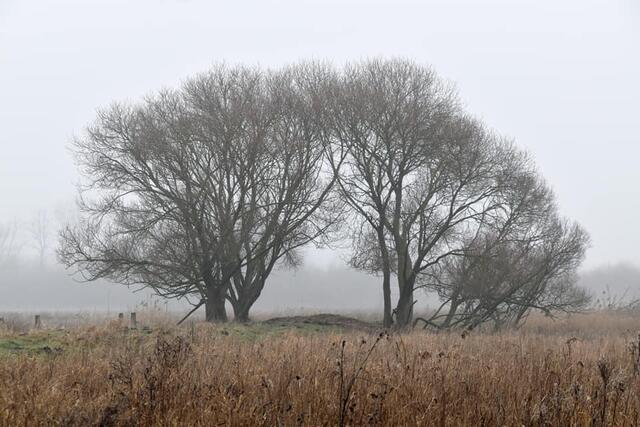 *Winterzeit in den Rieselfeldern* 🌿🌫
- Foto/ Copyright: Birgit Leimann - Münster in Bildern 📷
