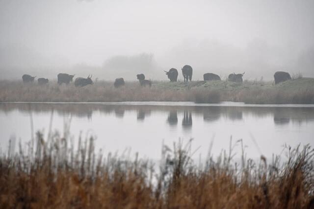 *Winterzeit in den Rieselfeldern*  🐂
- Foto/ Copyright: Birgit Leimann - Münster in Bildern 📷