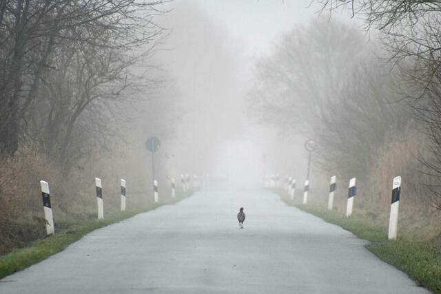 *Winterzeit in den Rieselfeldern* 🐦🌫 
- Foto/ Copyright: Birgit Leimann - Münster in Bildern 📷
